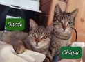 Gordi und Chiqui (7)